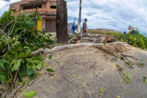    Prefeitura de Teixeira de Freitas realiza melhorias no paisagismo da Avenida Kaikan em Teixeira de Freitas
