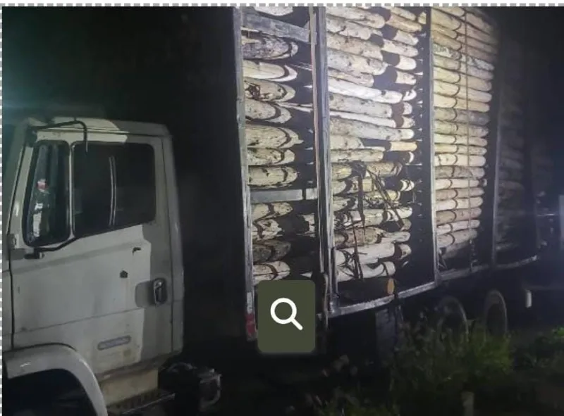 Polícia Militar recupera caminhão com carga de madeira suspeita de furto na região de Monte Pascoal