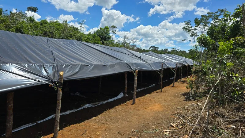 Operação Deméter erradica plantação com cerca de 180 mil pés de maconha na Bahia Operação Deméter erradica plantação com cerca de 180 mil pés de maconha na Bahia