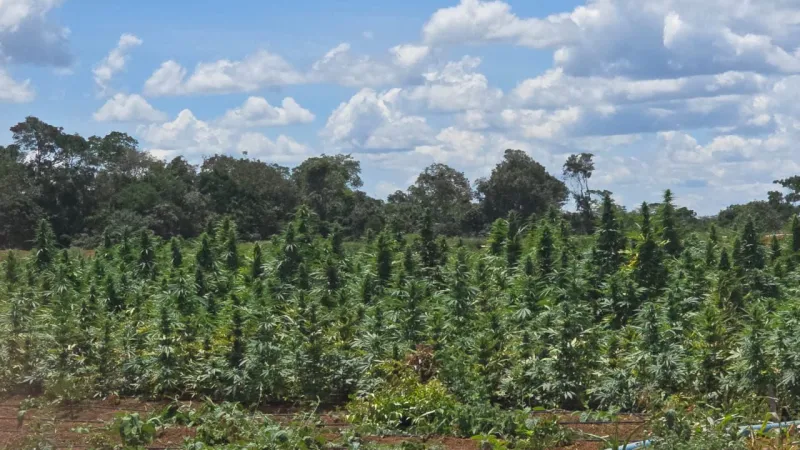 Operação Deméter erradica plantação com cerca de 180 mil pés de maconha na Bahia Operação Deméter erradica plantação com cerca de 180 mil pés de maconha na Bahia