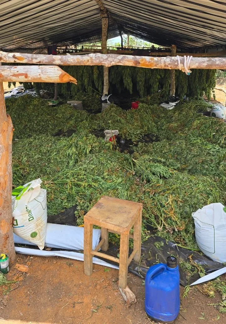 Operação Deméter erradica plantação com cerca de 180 mil pés de maconha na Bahia Operação Deméter erradica plantação com cerca de 180 mil pés de maconha na Bahia