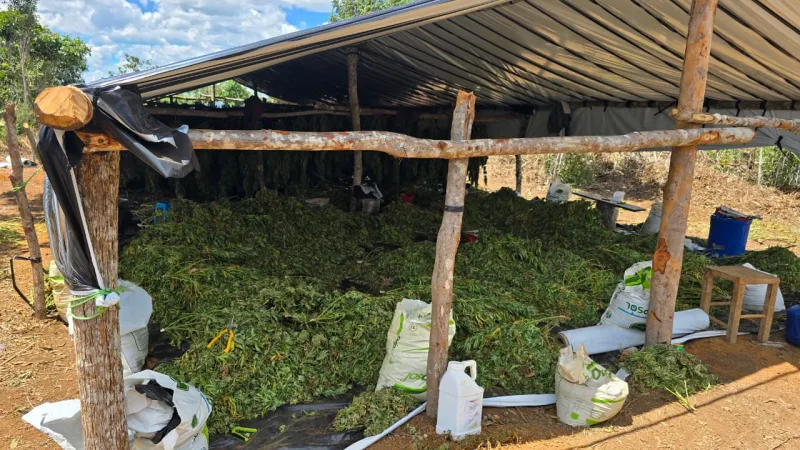 Operação Deméter erradica plantação com cerca de 180 mil pés de maconha na Bahia Operação Deméter erradica plantação com cerca de 180 mil pés de maconha na Bahia