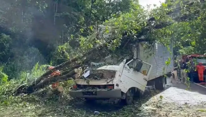 Tragédia na BR-415: árvore cai sobre caminhão e mata duas pessoas em Itabuna Tragédia na BR-415: árvore cai sobre caminhão e mata duas pessoas em Itabuna
