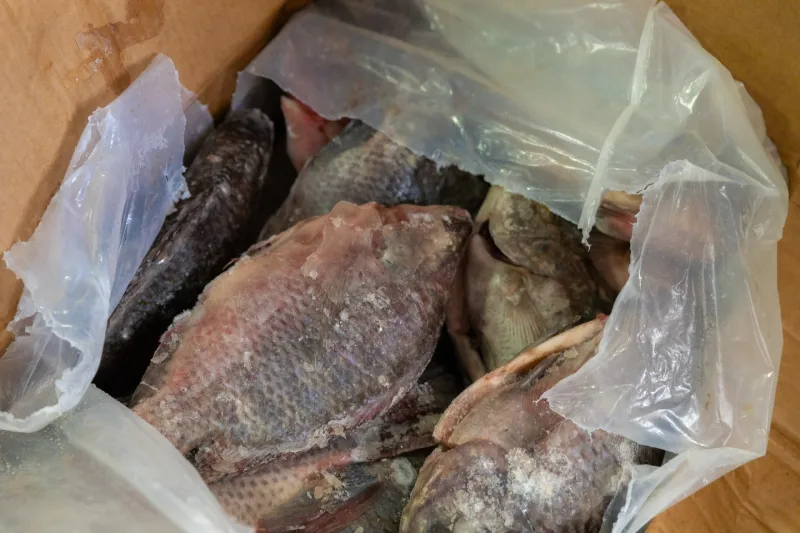 Prefeitura de Ibirapuã inicia entrega de peixes e reforça ação solidária