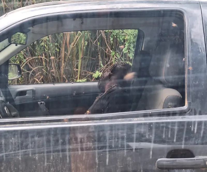 Homem morre e três ficam feridas após ataque de abelhas em Minas Gerais