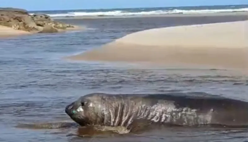 Visitante inusitado: Elefante marinho vira estrela na Praia do Sossego e mobiliza curiosos em Mucuri