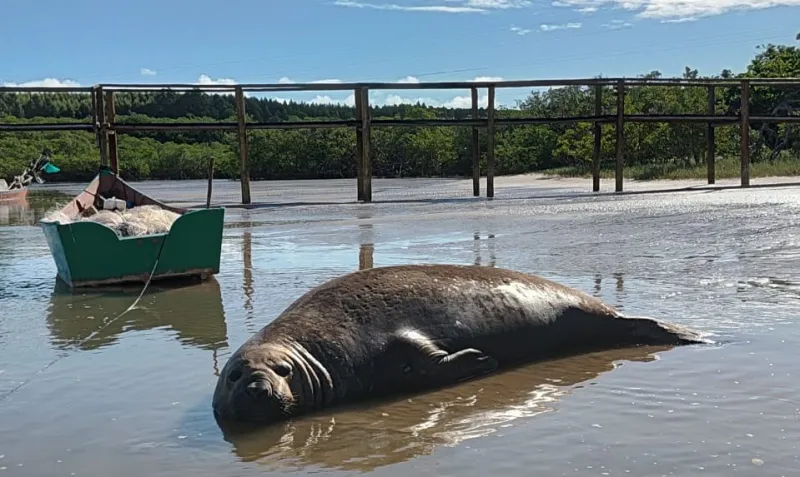 Visitante inusitado: Elefante marinho vira estrela na Praia do Sossego e mobiliza curiosos em Mucuri