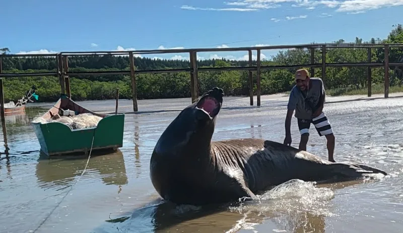 Visitante inusitado: Elefante marinho vira estrela na Praia do Sossego e mobiliza curiosos em Mucuri