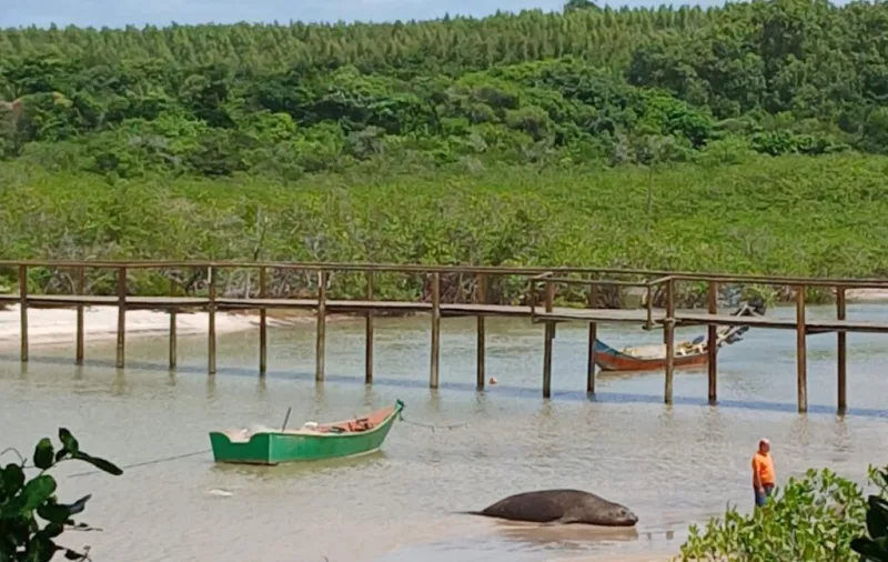 Visitante inusitado: Elefante marinho vira estrela na Praia do Sossego e mobiliza curiosos em Mucuri