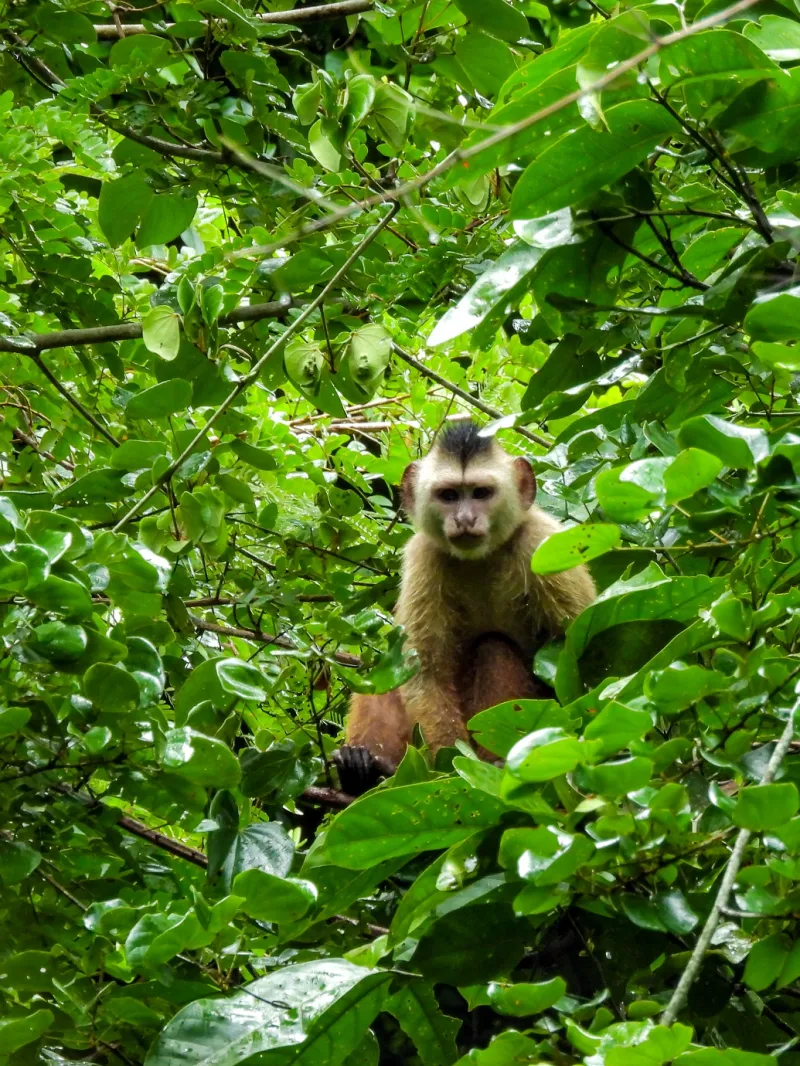 Suzano conecta área equivalente a mais de 200 mil campos de futebol por meio de corredores ecológicos em quatro anos