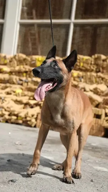 Cão farejador ajuda PM a localizar quase 50 toneladas de maconha em bunker no Rio de Janeiro Cão farejador ajuda PM a localizar quase 50 toneladas de maconha em bunker no Rio de Janeiro