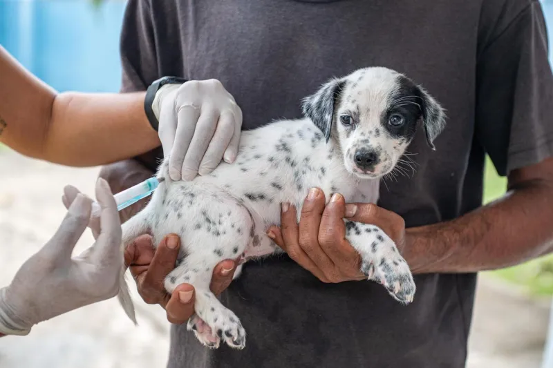 Prefeitura de Teixeira de Freitas divulga cronograma de vacinação antirrábica animal Prefeitura de Teixeira de Freitas divulga cronograma de vacinação antirrábica animal
