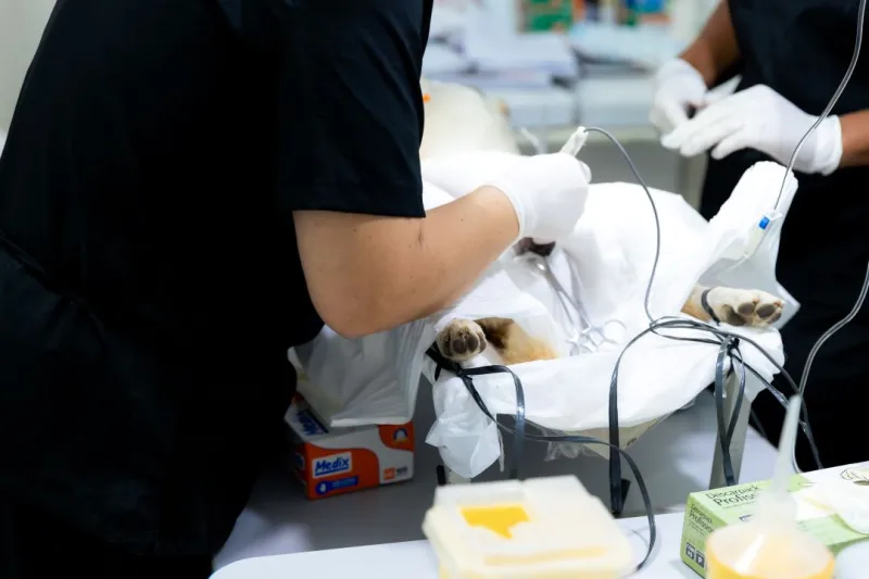 Cuidado, responsabilidade e amor pelos animais marcam campanha de castração em Ibirapuã