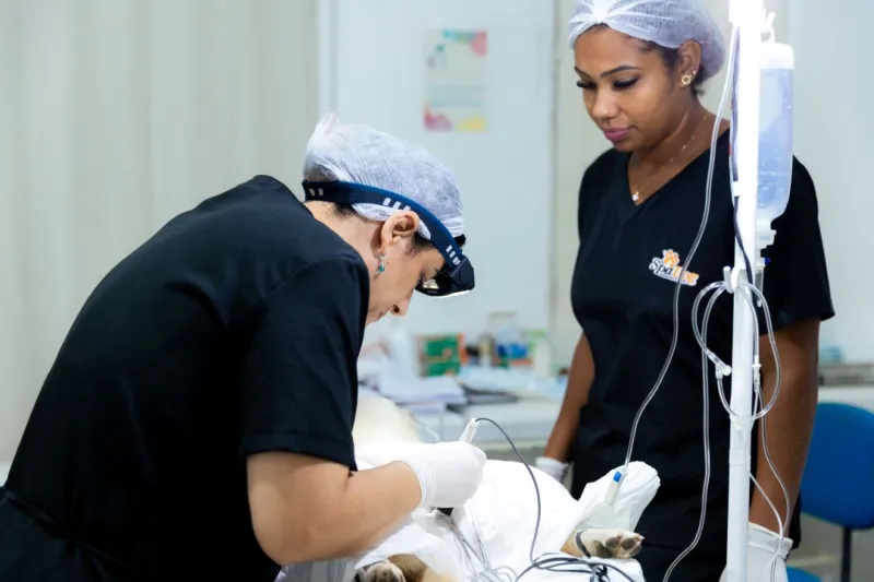 Cuidado, responsabilidade e amor pelos animais marcam campanha de castração em Ibirapuã