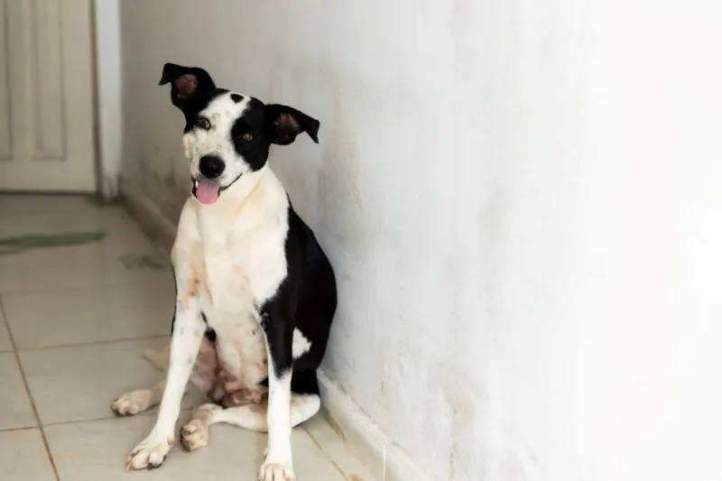 Cuidado, responsabilidade e amor pelos animais marcam campanha de castração em Ibirapuã