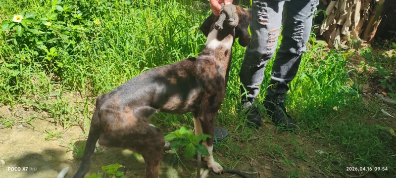 Cadela, vítima de maus-tratos, é resgatada pela Polícia Civil em Medeiros Neto