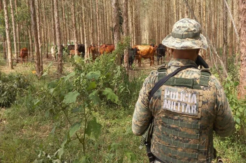 Criador é notificado após manter animais em área ambiental protegida em Guaratinga