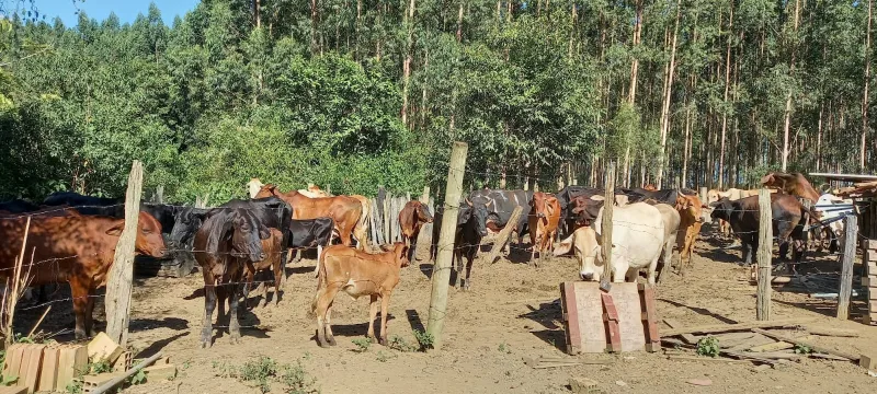 Criador é notificado após manter animais em área ambiental protegida em Guaratinga