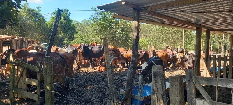 Criador é notificado após manter animais em área ambiental protegida em Guaratinga