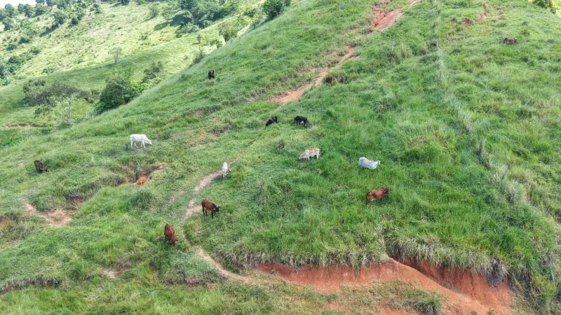 Criador é notificado após manter animais em área ambiental protegida em Guaratinga