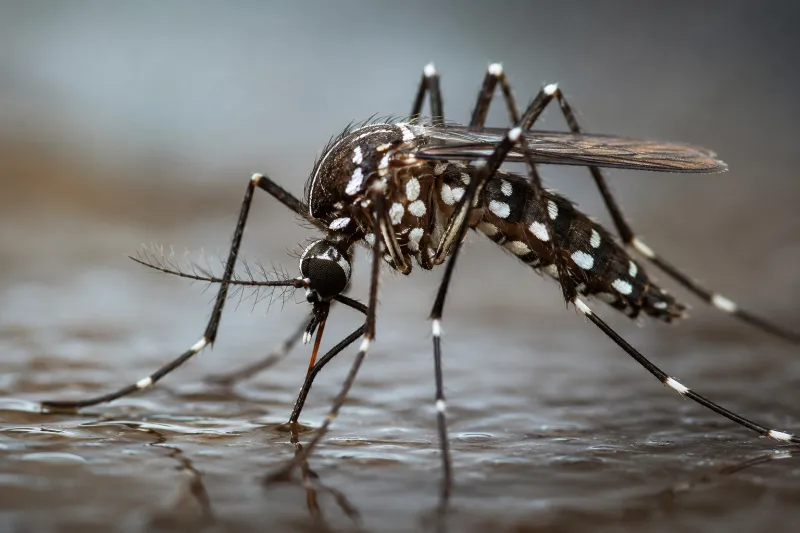 Casos de dengue caem na Bahia, mas seis municípios seguem em epidemia