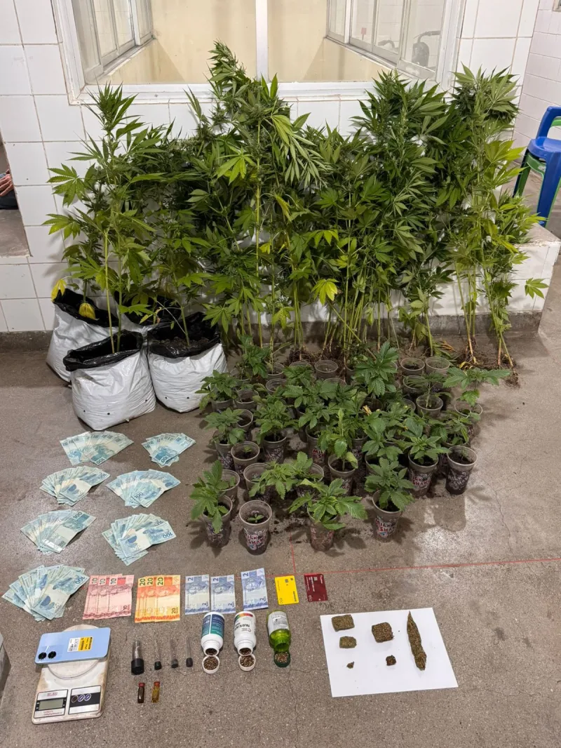 Denúncia anônima leva PM a encontrar 52 pés de maconha e quase R$ 7 mil em Belmonte