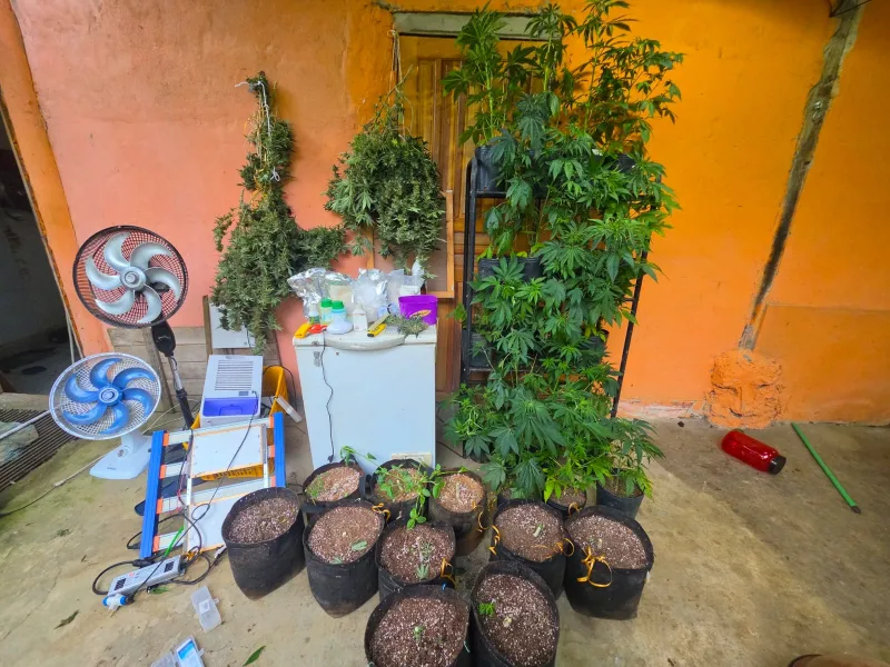 Drogas, munições e materiais utilizados no cultivo de maconha são apreendidos em Itacaré