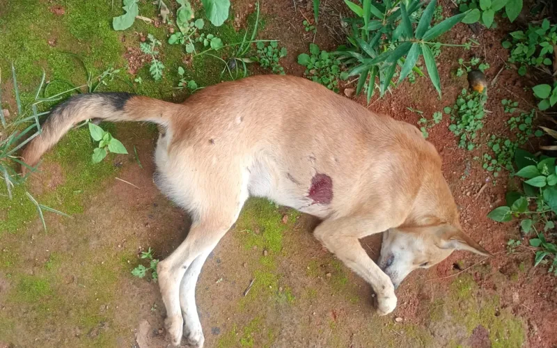 Homem é preso após matar cão com disparo em Itamaraju