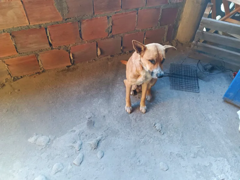 Homem é preso em Feira de Santana por realizar eutanásia irregular em cães Homem é preso em Feira de Santana por realizar eutanásia irregular em cães