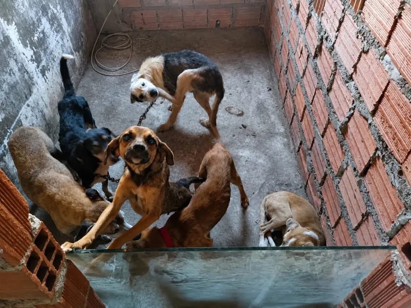 Homem é preso em Feira de Santana por realizar eutanásia irregular em cães Homem é preso em Feira de Santana por realizar eutanásia irregular em cães