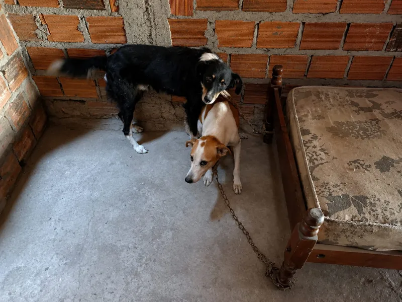 Homem é preso em Feira de Santana por realizar eutanásia irregular em cães Homem é preso em Feira de Santana por realizar eutanásia irregular em cães