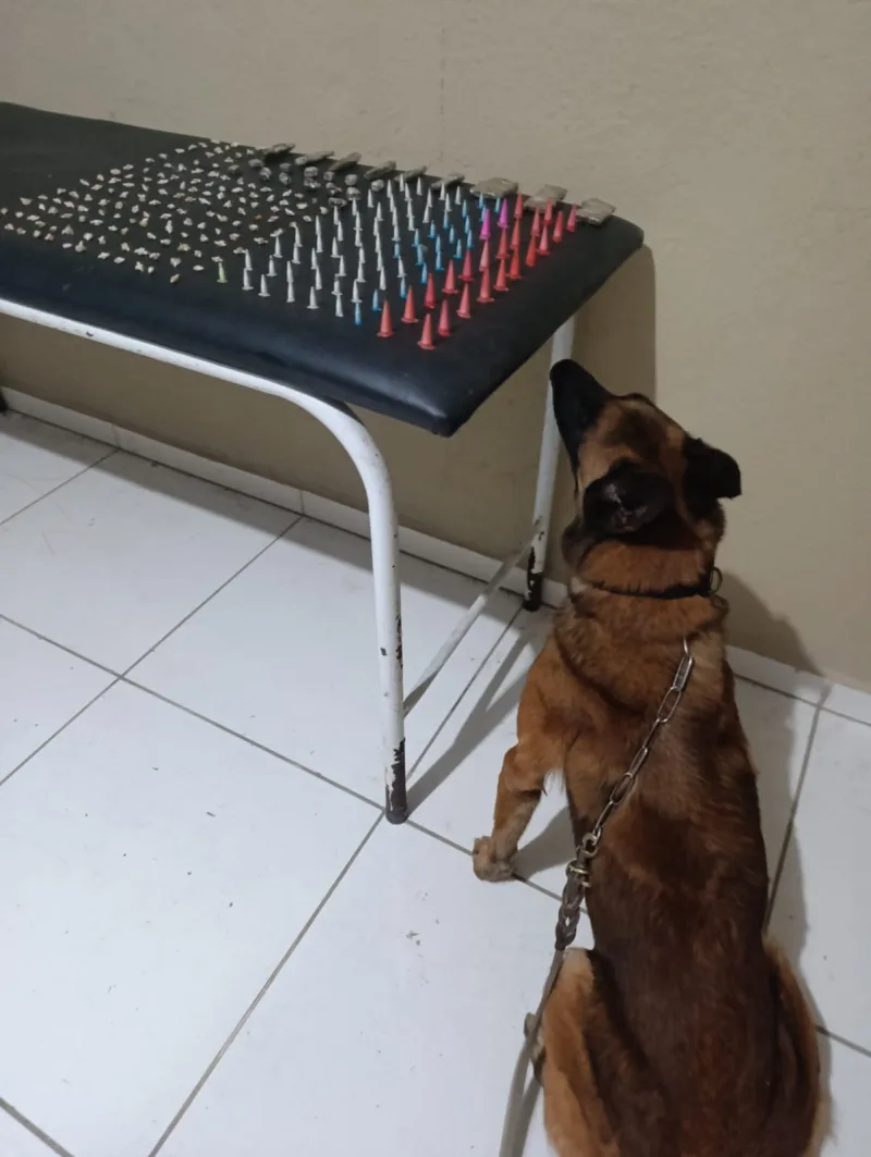 K9 Baruk ajuda policiais a localizar drogas escondidas em terreno baldio em Coroa Vermelha