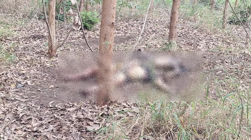 Corpos encontrados em área de eucalipto em Nova Viçosa podem ser de pai e filho desaparecidos; polícia aguarda identificação oficial