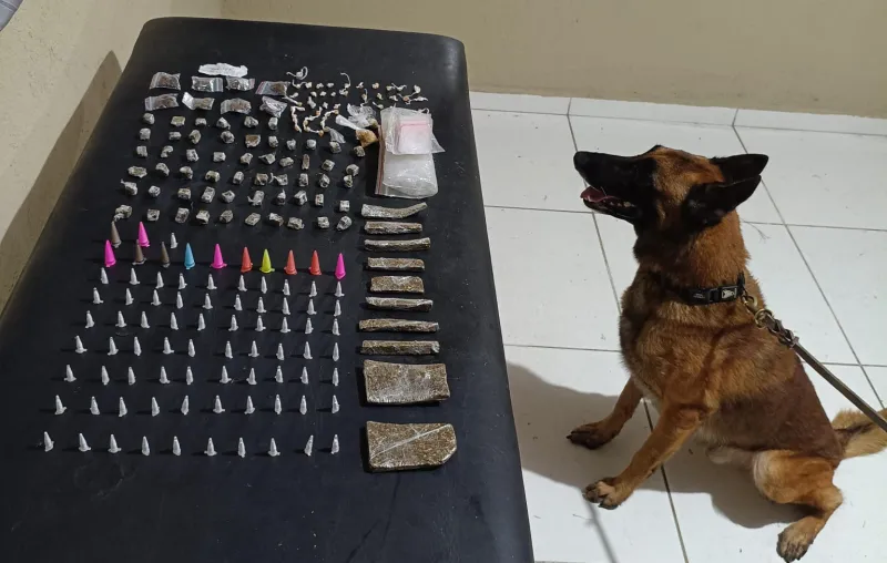 Cão policial K9 Baruk auxilia PM e carga de drogas é apreendida em Coroa Vermelha