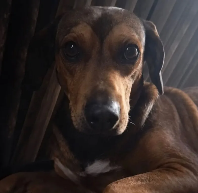 Homem é preso em Itamaraju por arrastar cadela com motocicleta e provocar ferimentos no animal