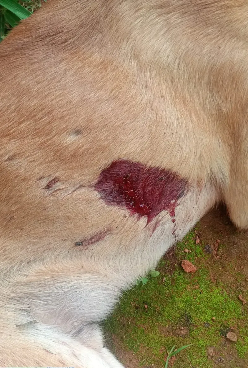Homem é preso após matar cão com disparo em Itamaraju