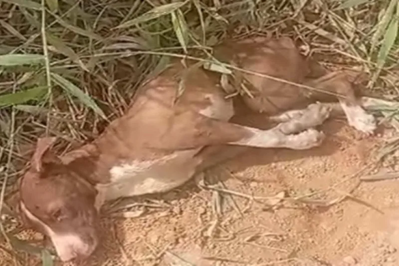Cadela é encontrada amarrada dentro de sacos plásticos em Itabela; caso será investigado pela polícia Cadela é encontrada amarrada dentro de sacos plásticos em Itabela; caso será investigado pela polícia