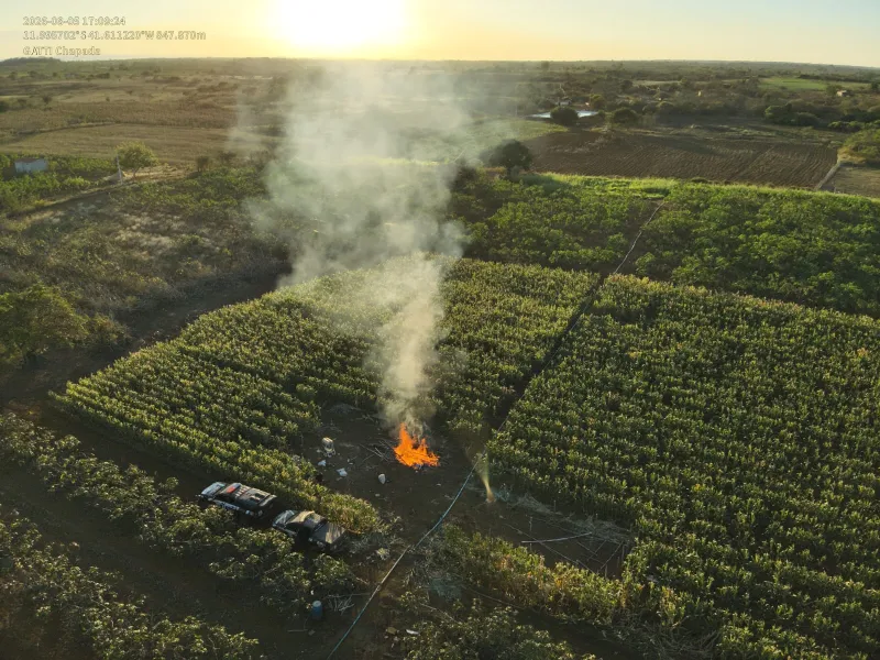 Plantação com cerca de 20 mil pés de maconha é erradicada na Bahia