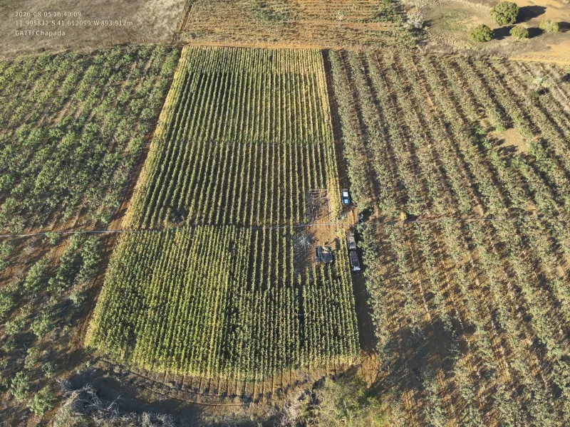 Plantação com cerca de 20 mil pés de maconha é erradicada na Bahia