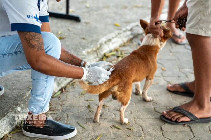 Mais de 10 mil cães e gatos são vacinados durante campanha antirrábica em Teixeira de Freitas