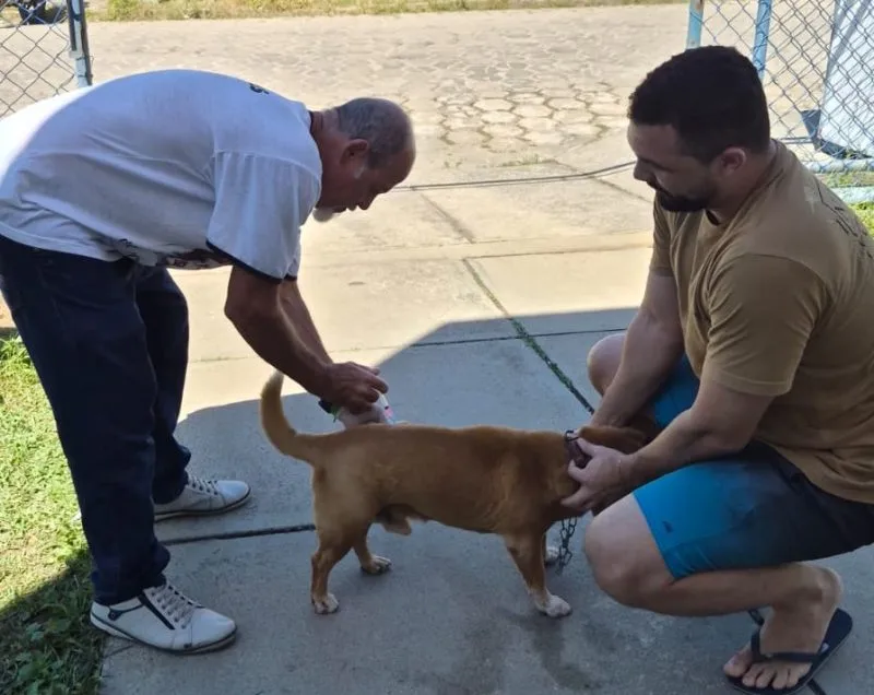 Dia D de Vacinação antirrábica imuniza mais de mil animais em Mucuri e Itabatã
