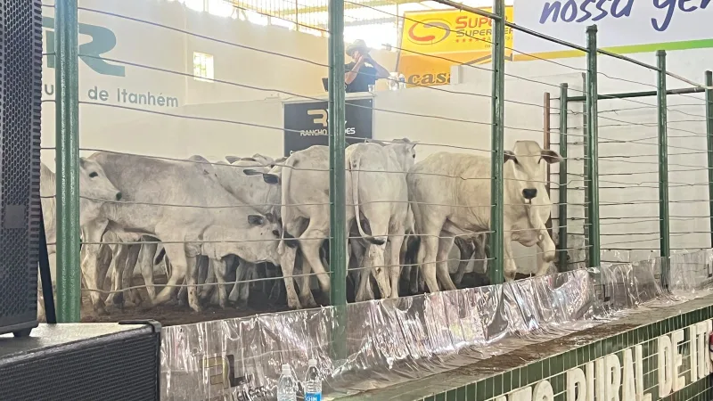 Leilão de gado é destaque da 24ª Exponhém e movimenta mais de R$ 2 milhões