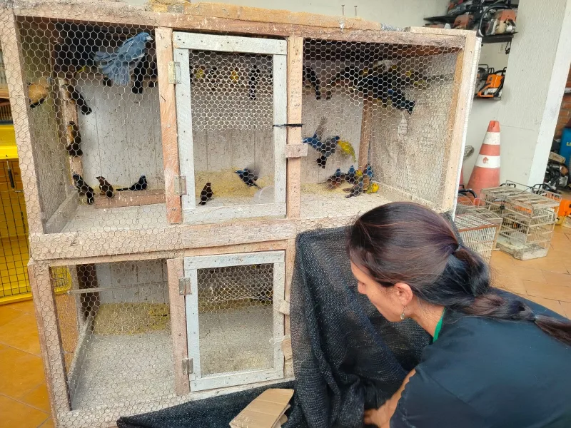 Mais de 120 aves silvestres são resgatadas de cativeiro ilegal em propriedade rural de Ibicuí
