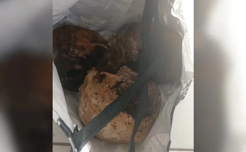 Caso inusitado: homem é encontrado com três crânios humanos dentro de CAPS