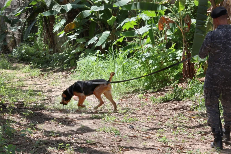  Policiais militares são capacitados para conduzir cães em buscas por pessoas desaparecidas