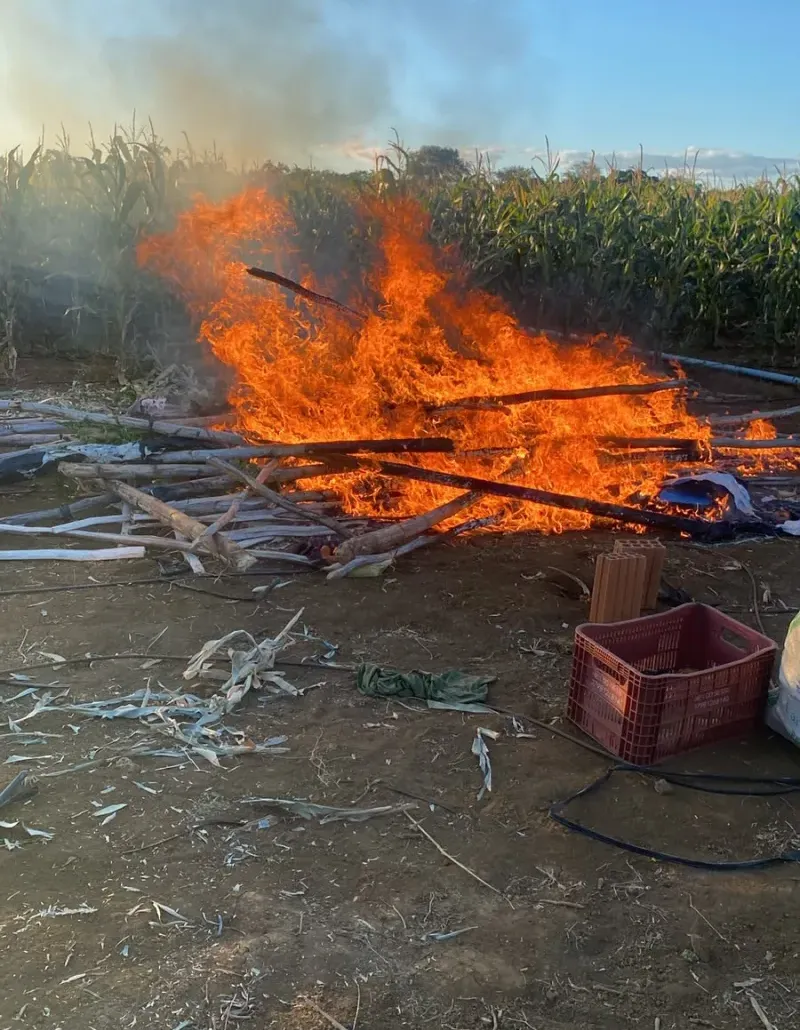 Plantação com cerca de 20 mil pés de maconha é erradicada na Bahia