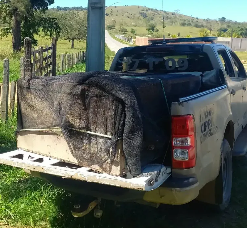 Mais de 120 aves silvestres são resgatadas de cativeiro ilegal em propriedade rural de Ibicuí