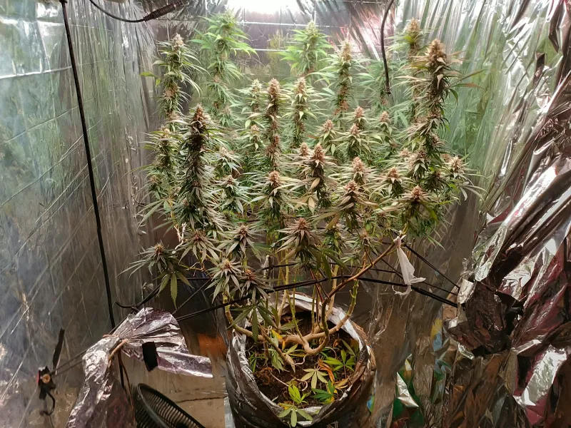  Polícia Civil  desarticula estufa de cultivo de maconha no bairro Sapirara, em Trancoso