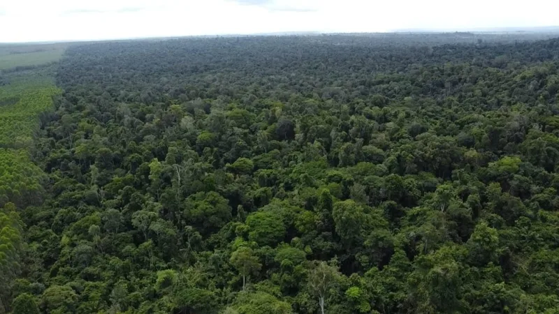 Dia da Árvore: Suzano reforça compromisso com desmatamento zero e conservação da biodiversidade Dia da Árvore: Suzano reforça compromisso com desmatamento zero e conservação da biodiversidade