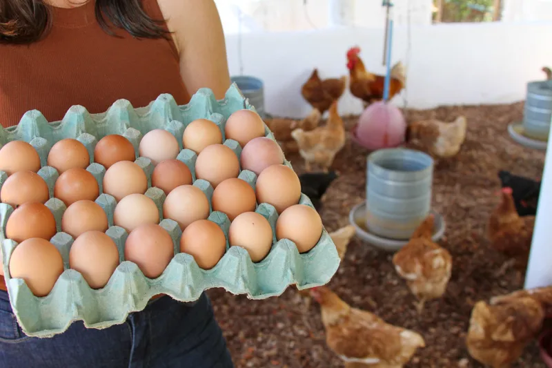 Bahia fortalece produção de ovos na agricultura familiar e acompanha crescimento do consumo nacional